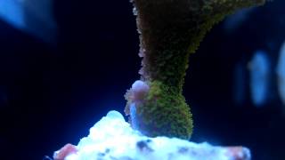 Green Montipora Digitata SPS polyps in motion [upl. by Yllrebmik]