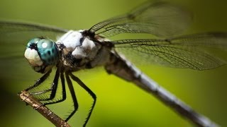 Epic Footage of Dragonflies Hunting [upl. by Okechuku230]