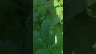 Mustards and collards garden homegrowngardens seeds gardening gardenlife growyourownfood [upl. by Sukramal452]