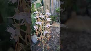 玉鳳蘭 habenaria pink egret 蘭花 plants orchid 植物 [upl. by Jayson]