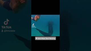 Whale Shark Oslob Cebu [upl. by Aicital]