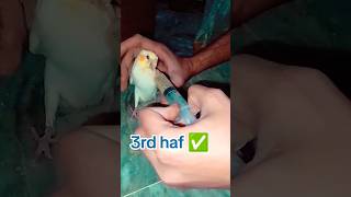 Handfed the cockatiel baby for the first time ❤ shorts youtubeshorts whatsappstatus [upl. by Caz]