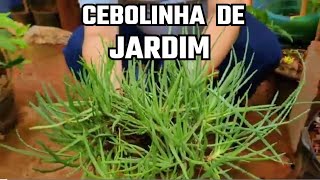 CEBOLINHA DE JARDIM  Bulbine frutescens [upl. by Leiand]