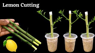 How to propagate lemon tree from cuttings  grow lemon tree cutting [upl. by Langill]