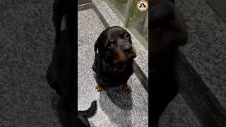 Rottweiler Bubzee Chicken 🍗 Ke Liye Ke Kuch Bhi Kar Sakta Hai shorts dogs rottweiler trending [upl. by Aneema]