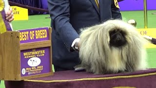 Pekingese Westminster dog show 2023 [upl. by Kemeny]