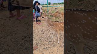 Trincomalee City 🇱🇰🌴trincomalee shorts deer [upl. by Eerased678]