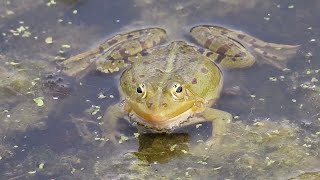 Froggy Sounds  Each Frogs Croak Sets Off A Chorus Of Quacks [upl. by Circosta570]