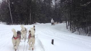 Balade en chien de traîneau sur lÎle dOrléans à Québec [upl. by Glover330]