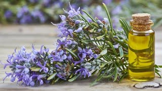 DIY Rosemary Oil At Home For Hair And SkinFast Method [upl. by Daisy]