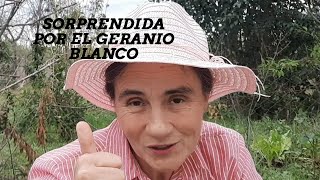 ME SORPRENDIO la flor del GERANIO blanco o malvón les COMPARTO como están las PLANTITAS que compré [upl. by Ahsilra902]