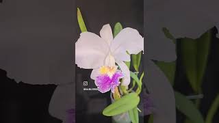 Cattleya lueddemanniana v coerulea SVKLOrchids [upl. by Jourdan]