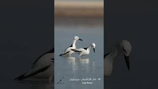 10 طائر آكل السرطان جزيرة بوبيان Crab plover  Boubyan Island [upl. by Becki]