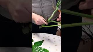 Jardinage Comment faire une bouture de Philodendron Arrosage taille et plantation plante verte [upl. by Ettennan916]