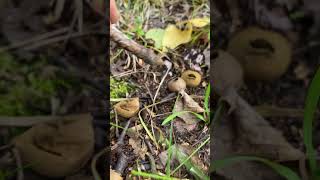 Common Puffball  Beautiful Mushrooms [upl. by Akemhs]