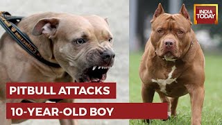 Pet Pitbull Bites Off Chunk Of 10YearOld Ghaziabad Boys Face Child Gets 150 Stitches  WATCH [upl. by Cesaro]