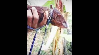 Garangan jinak dan manjahewan garangan pemangsa ayam‼️ garanganjinak linsang moongoose musang [upl. by Ferwerda]