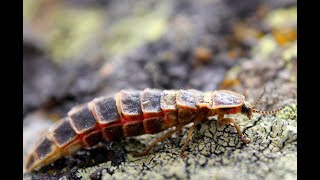 Larva de luciérnaga común europea Lampyris noctiluca [upl. by Lleon751]