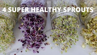 How To Grow Sprouts at Home  4 Super Healthy Sprouts [upl. by Nahgaem]