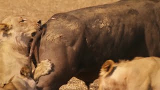 Lions Attempt to Take Down a Bull  The Hunt  BBC Earth [upl. by Sholem]