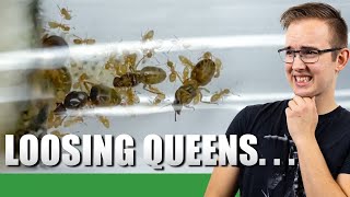 THEY ARE KILLING QUEENS  Lasius Flavus Update 6  Ant Holleufer [upl. by Yras]