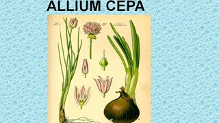 ALLIUM CEPA  ΑΝΤΙΜΕΤΩΠΙΣΗ ΟΞΕΩΝ ΚΑΤΑΣΤΑΣΕΩΝ ΜΕ ΟΜΟΙΟΠΑΘΗΤΙΚΗ [upl. by Norven]