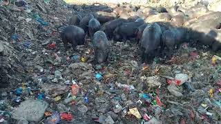 animal videoswild pigs animal farmboarhog pigs [upl. by Inavihs107]