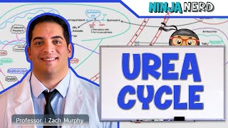 Metabolism  Urea Cycle [upl. by Loredana]