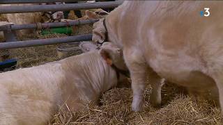 Concours de reproducteurs charolais [upl. by Zulema]