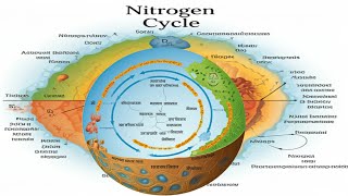 The Nitrogen Cycle [upl. by Daphne597]