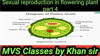 sexual reproduction in flowering plant part 4 [upl. by Mcclenaghan]