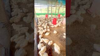 Rapid Broilers Chicken Growth  400g AT DAY11 shorts farming [upl. by Okoyk]