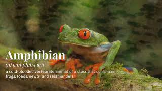 Amphibian  Digital Vocab Card [upl. by Yekcir]