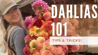 Dahlia Growing 101 how to grow great dahlias [upl. by Quentin903]