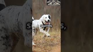 Central Asian Shepherd Dogs Need Fencing [upl. by Dreher]