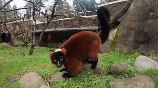 Leaping Lemurs Love To Jump And Play [upl. by Howlend951]