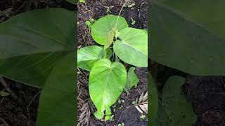 A young yellow passion fruit thriving in a fertile well drained soil [upl. by Galang333]