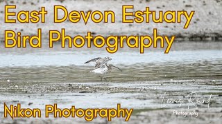 Bird Photography  Egret amp Curlew on East Devon Estuary Mudflats [upl. by Ahsea466]