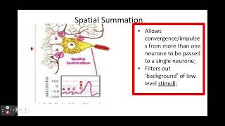 Synapses PART 2 513 Neuronal Communication d Roles of a synapse [upl. by Ferullo]