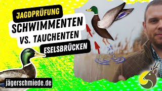 Schwimmenten und Tauchenten  Wissen für die Jagdprüfung Mit diesen Eselsbrücken klappts bestimmt [upl. by Ettesus822]