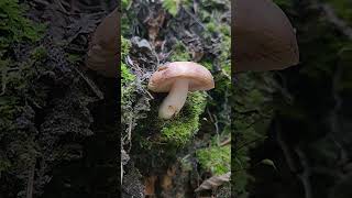 Russula Versicolor [upl. by Brenton767]