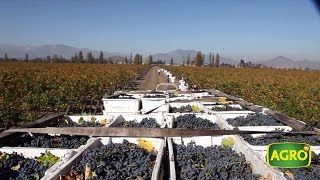 Chile Concha y Toro el vino en una de las principales bodegas del mundo 796 20181103 [upl. by Dnomyad]