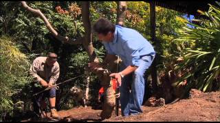 The Garden Gurus  Frangipani replanting [upl. by Odnamla43]