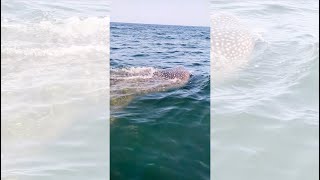 Whale shark off Destin Fla in Gulf of Mexico [upl. by Kuth]