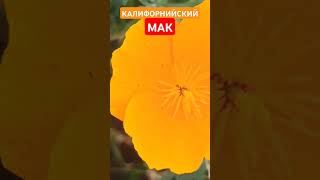 Калифорнийский МАК shorts мак [upl. by Cates]