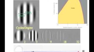 Contrast Sensitivity Functions and Spatial Frequency Channels David Peterzell [upl. by Edythe936]