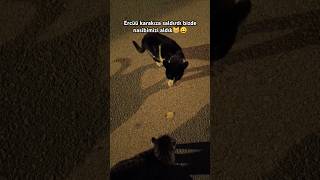 Ercüü karakıza saldırdı bizde nasibimizi aldık😸😀kedikedilercatcatscatshortscatlovershortcat [upl. by Ayerf229]