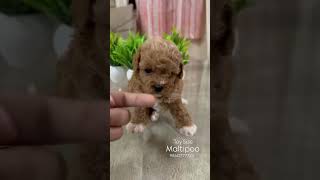 Maltipoo Puppy maltipoo [upl. by Anialeh]