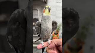 Master Cage me Daane Khatam ho gye  Cockatiel Food  daily Pet Vlogs birds parrot [upl. by Cence]