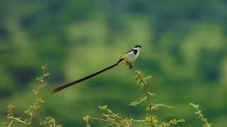 Pin Tailed Whydah in Tanzania ווידה ארוכת זנב עם זנב מתנופף ברוח בטנזניה [upl. by Ellis]